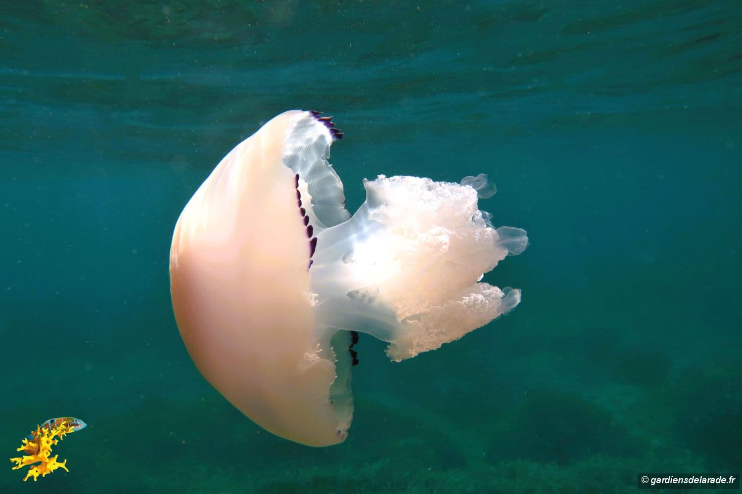 NetherWorld : **Medoo, la méduse dépressive, débarque en septembre 2025** – Un mélange explosif de *Souls-like* et de satire sociale