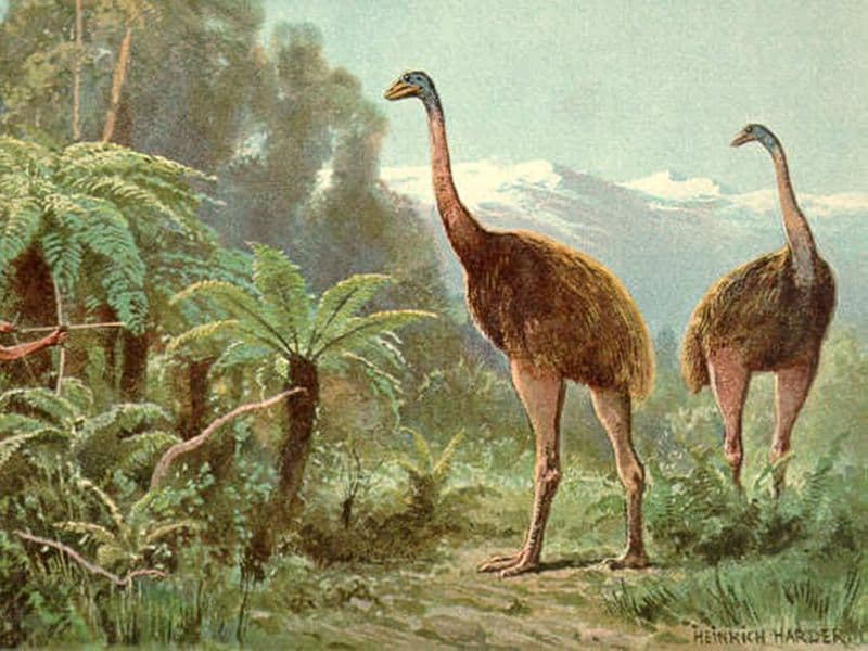 La collaboration entre Peter Jackson et Colossal Biosciences pour la résurrection du moa géant La collaboration entre Peter Jackson et Colossal Biosciences pour la résurrection du moa géant