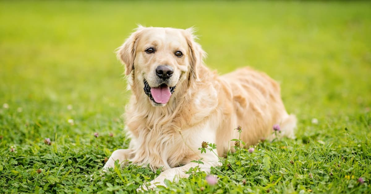 Good Boy : Quand un Golden Retriever Devient le Maître de l’Horreur Psychologique Good Boy : Quand un Golden Retriever Devient le Maître de l’Horreur Psychologique