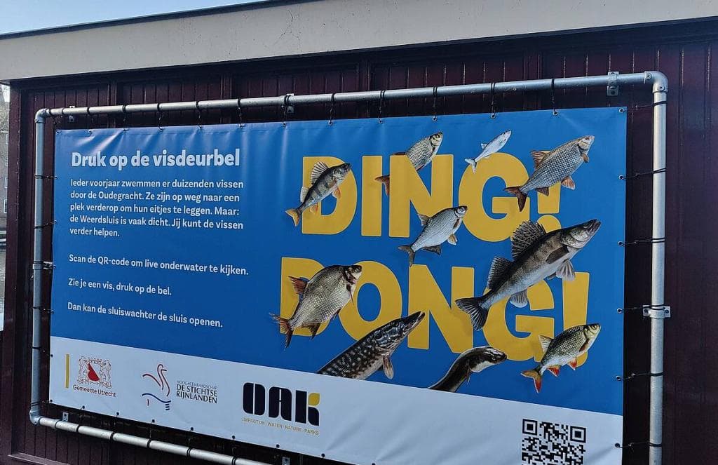 Pourquoi des milliers de personnes regardent-elles un flux en direct d'eau trouble dans un canal aux Pays-Bas ?