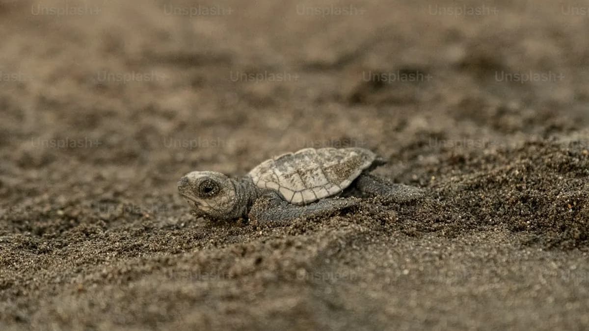 Turtle Beach Burst II Pro : L’autonomie record qui révolutionne les souris gaming légères Turtle Beach Burst II Pro : L’autonomie record qui révolutionne les souris gaming légères