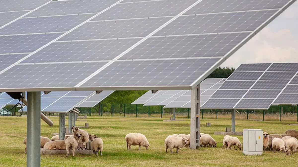 1 700 moutons sous panneaux solaires : l’Australie découvre un secret qui pourrait tout changer pour l’élevage 1 700 moutons sous panneaux solaires : l’Australie découvre un secret qui pourrait tout changer pour l’élevage