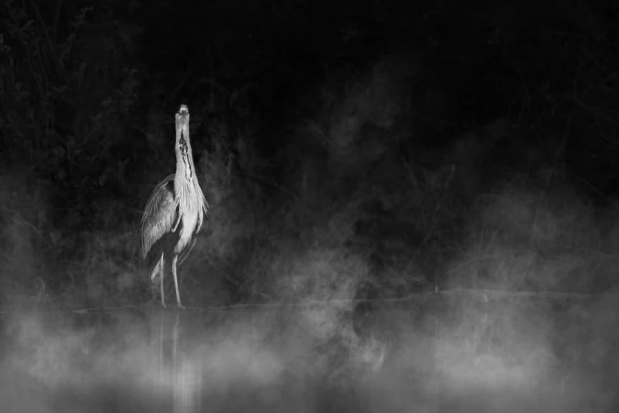 Les Moineaux d'Amérique dans Red Dead Redemption 2 : Une Expérience Ornithologique Unique Les Moineaux d'Amérique dans Red Dead Redemption 2 : Une Expérience Ornithologique Unique