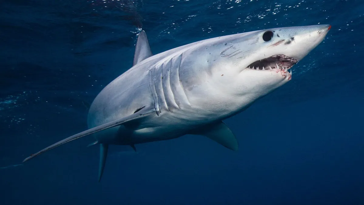 Devenez dentiste de requins dans Shark Dentist, le nouveau jeu indie terrifiant et addictif