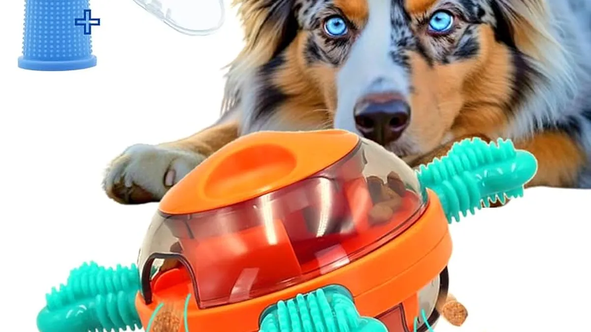 Les jeux de chiens : une tendance à venir ?