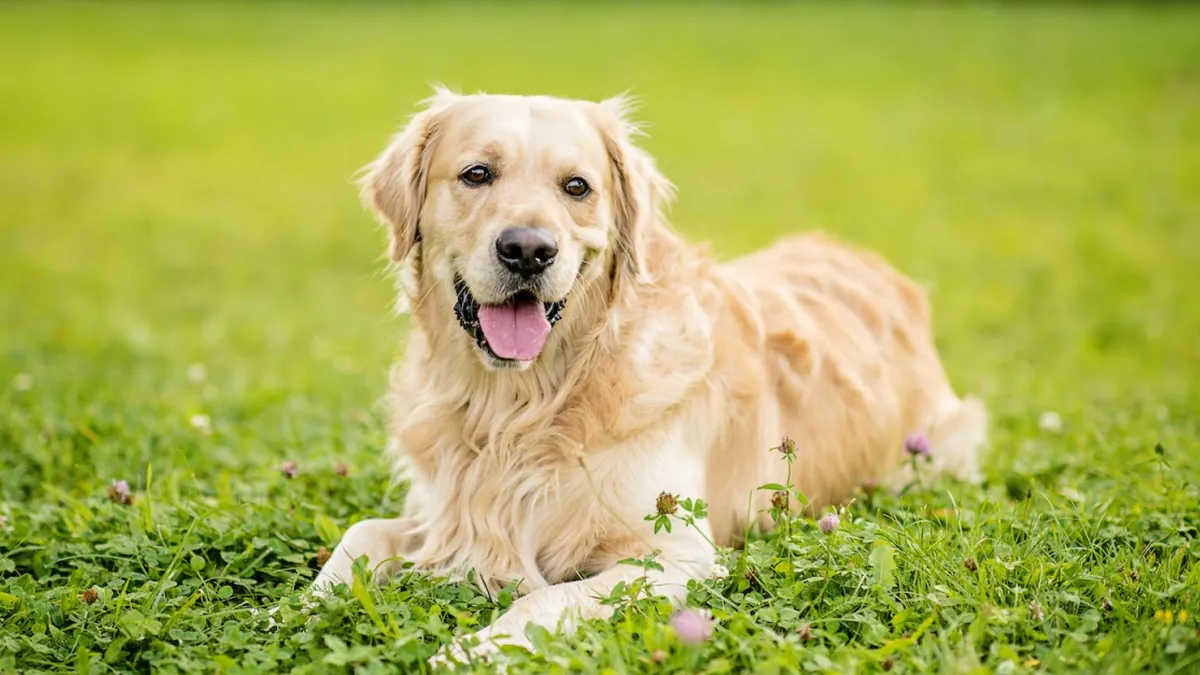 Good Boy : Quand un Golden Retriever Devient le Maître de l’Horreur Psychologique