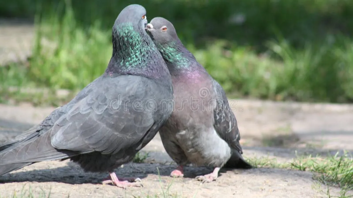 Pigeon : A Love Story – Quand les Métropoles Deiennent un Terrain de Séduction à Plumes